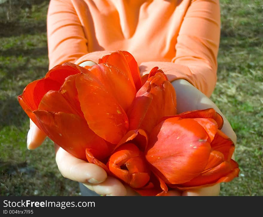 Bouquet of tulips. Bouquet of tulips