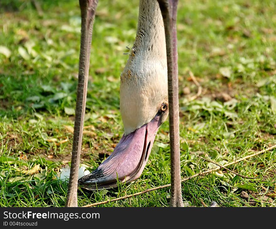 Feeding flamingo