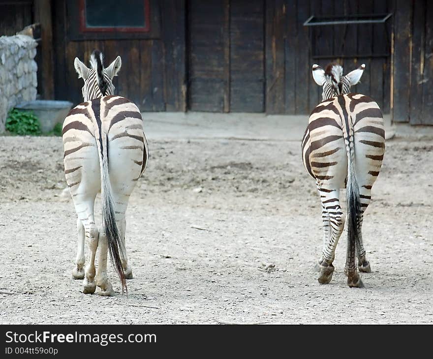 Two zebras behind