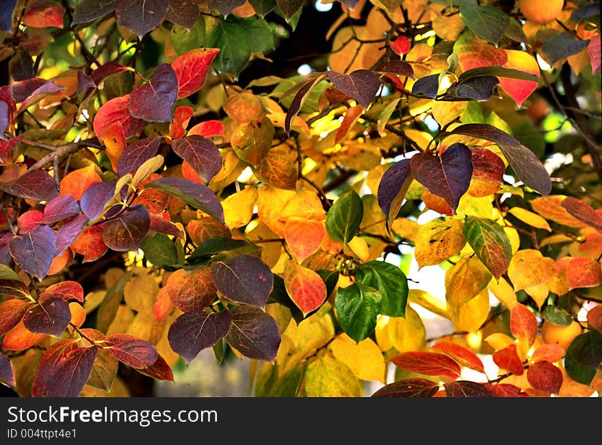 Leaves of the cacchi tree. Leaves of the cacchi tree