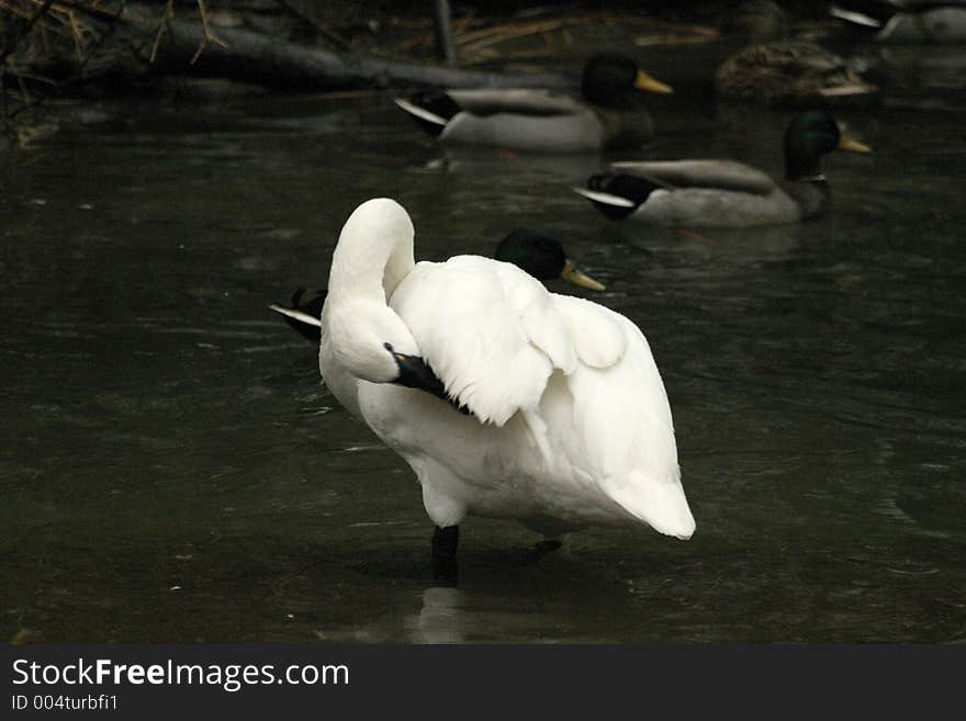 Swan on cloudy day