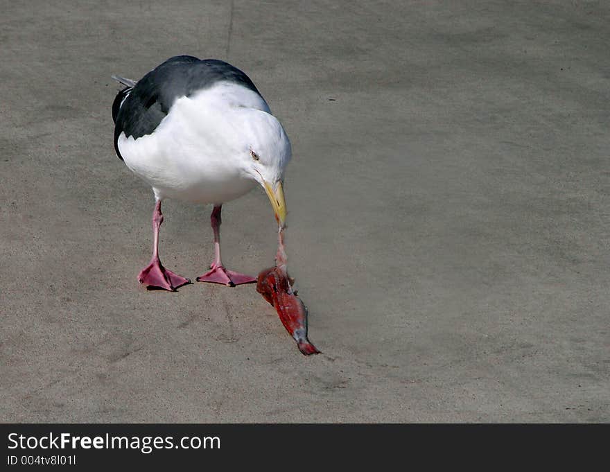 Seagull eating