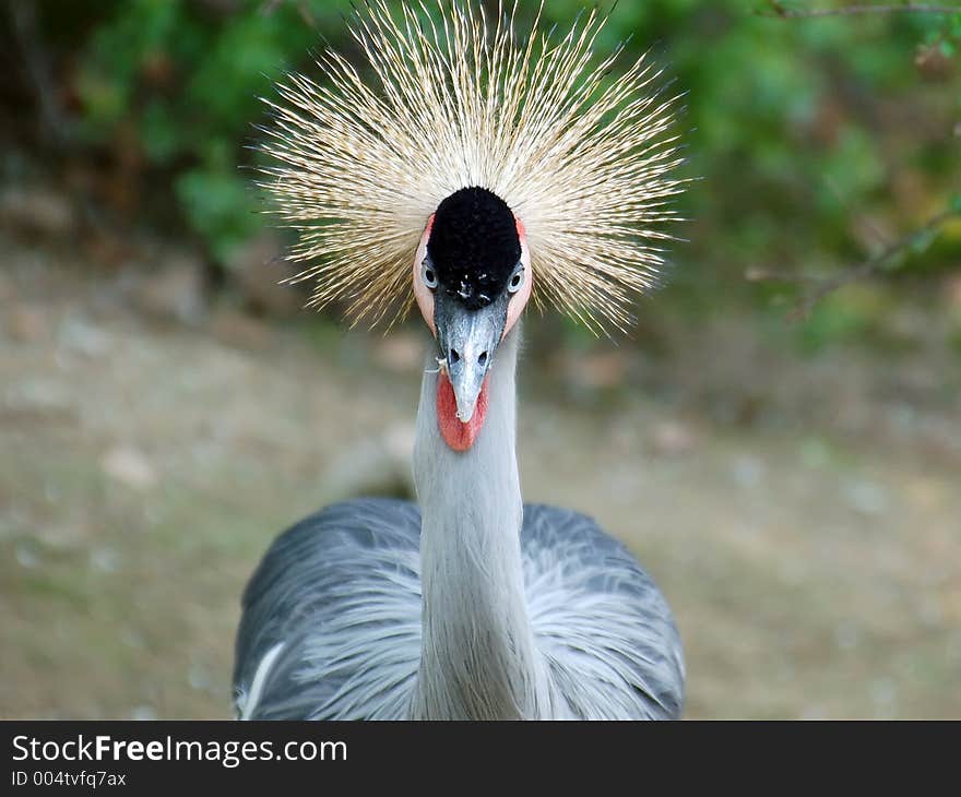 Crowned crane