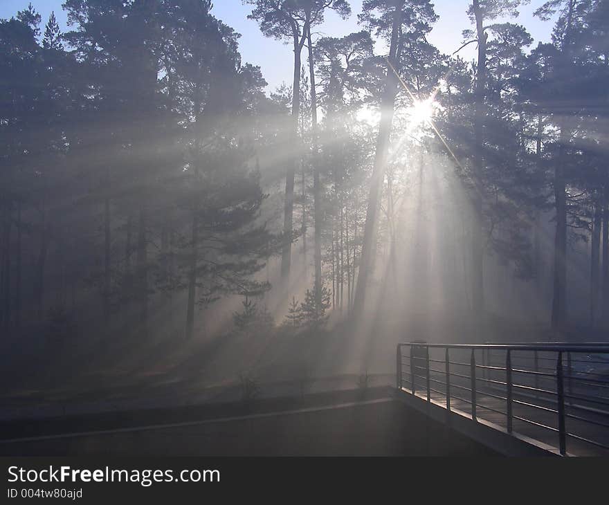 Sunny morning in forest