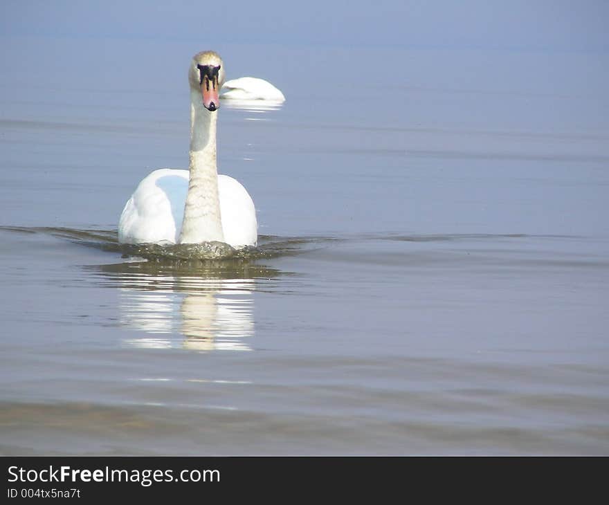 Swans in Baltic sea