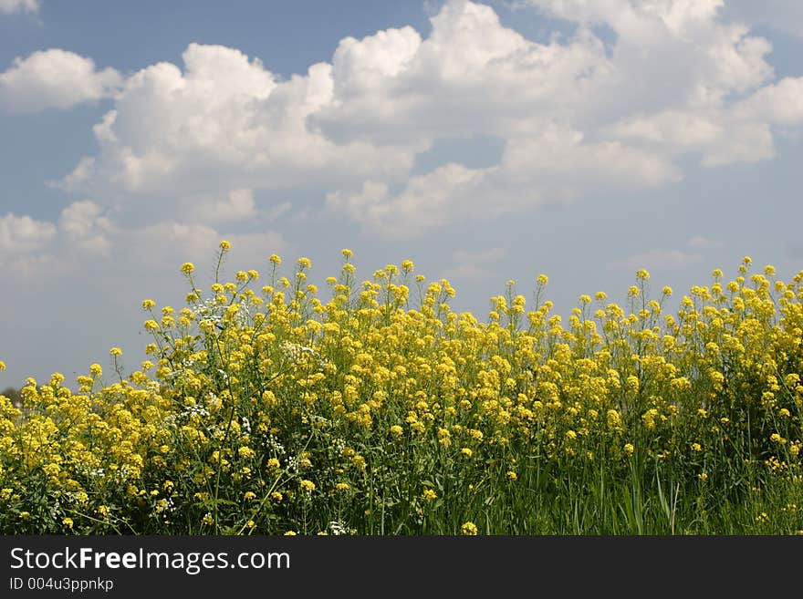 Rape seed