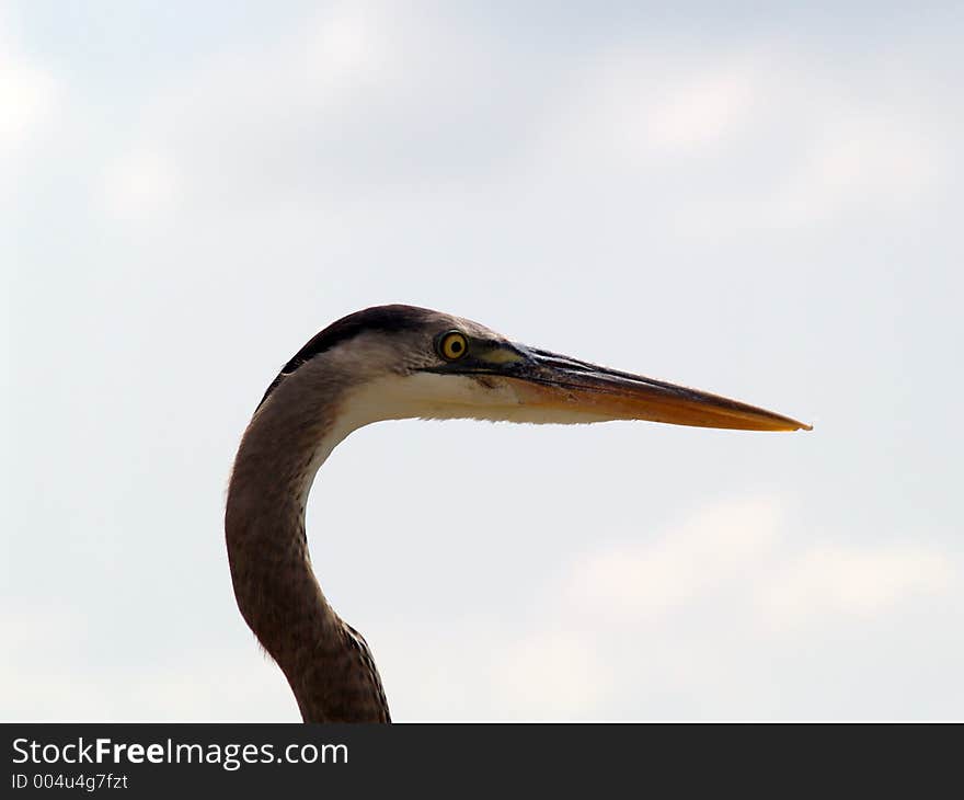 This is a close--up view of a blue heron's face. He was very brave to let me get this close. This picture was taken on the banks of the Indian River. This is a close--up view of a blue heron's face. He was very brave to let me get this close. This picture was taken on the banks of the Indian River