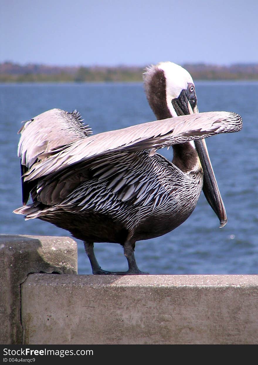 This pelican was just sitting on the bridge as I was stopped for the drawbridge on the Indian River. This pelican was just sitting on the bridge as I was stopped for the drawbridge on the Indian River.