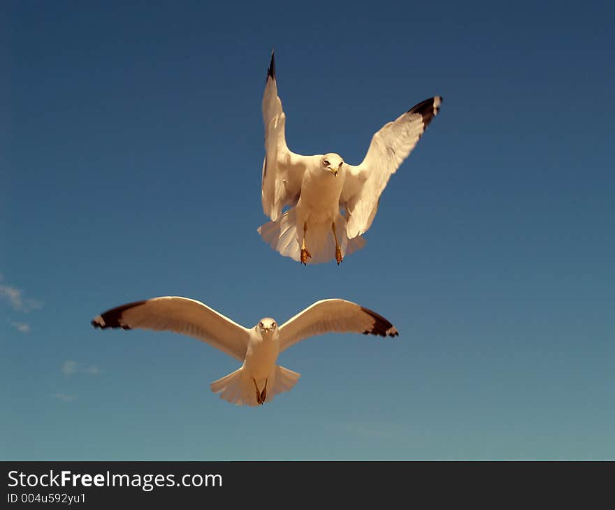 These seagulls pose for another shot. These seagulls pose for another shot.