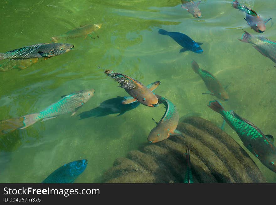 This was taken at a Zoo in Miami, FL. This was taken at a Zoo in Miami, FL