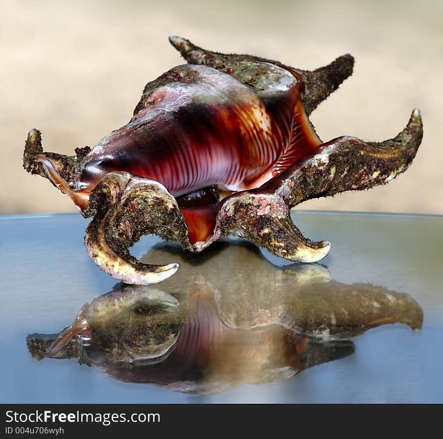 Spider seashell lying on the plate glass. Spider seashell lying on the plate glass