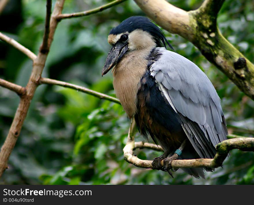 An exotic black bird. An exotic black bird