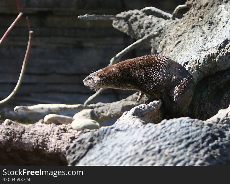 An otter playing near the water. An otter playing near the water.