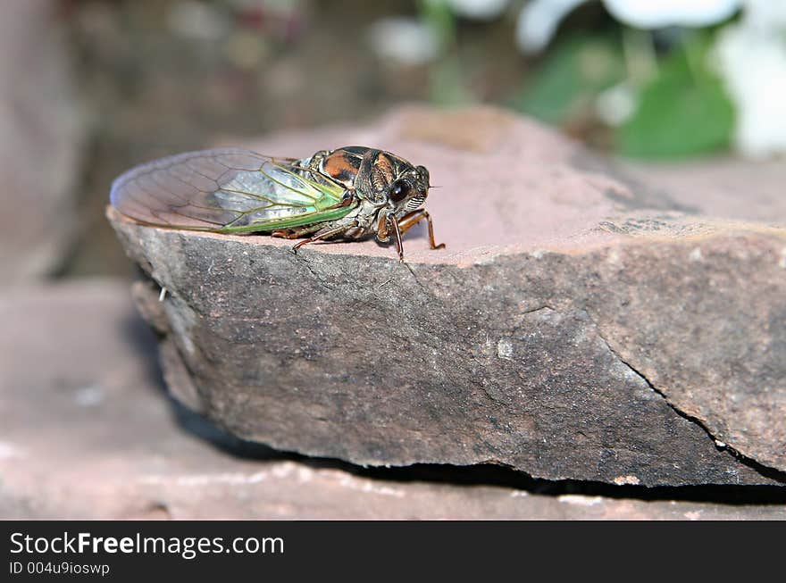 A newborn cicada waiting for his wings to dry so he could fly away. Closeup macro. A newborn cicada waiting for his wings to dry so he could fly away. Closeup macro