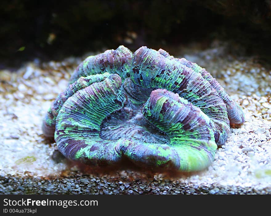 A blue green coral underwater