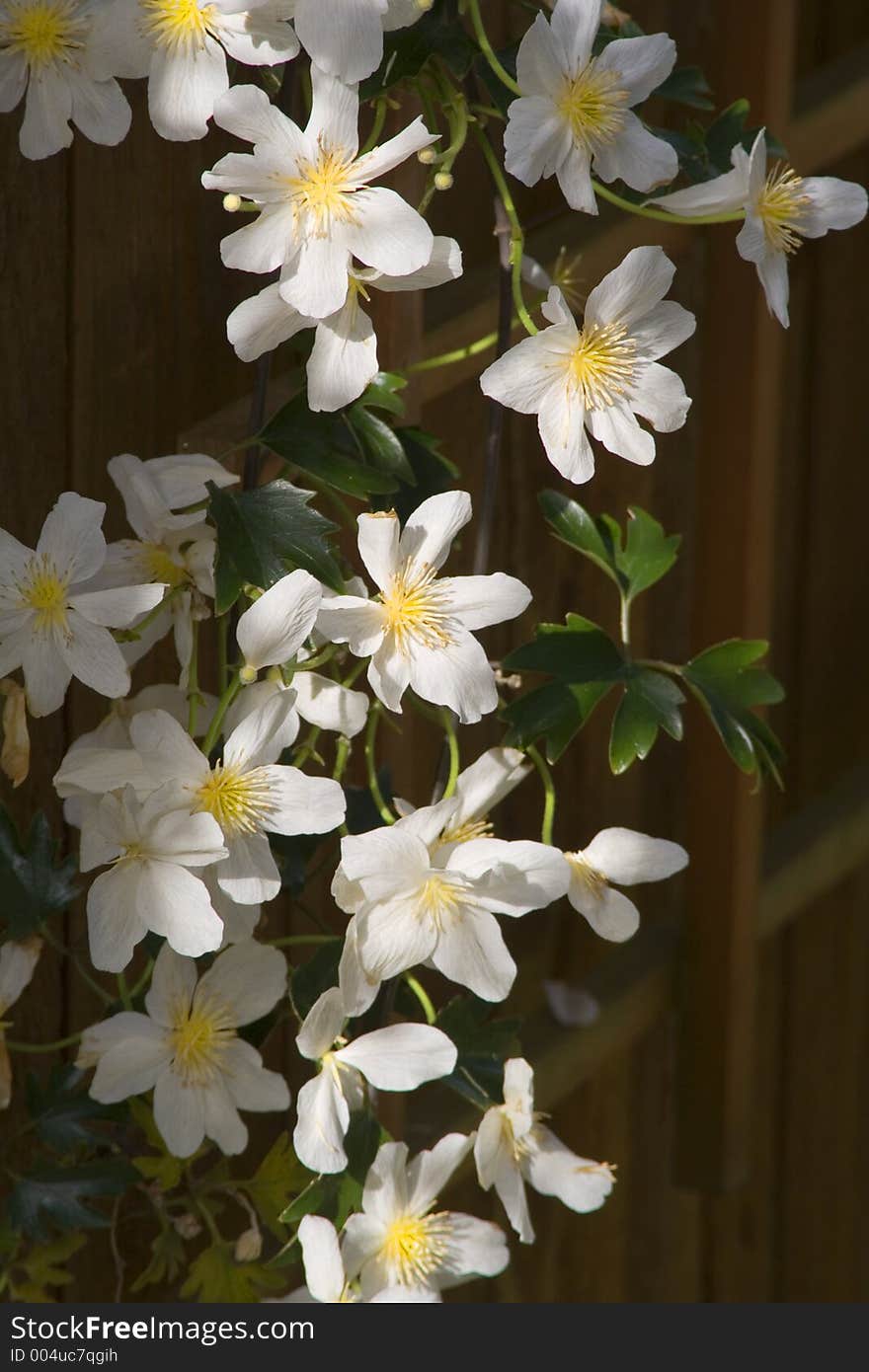 White Climatis with yellow center.