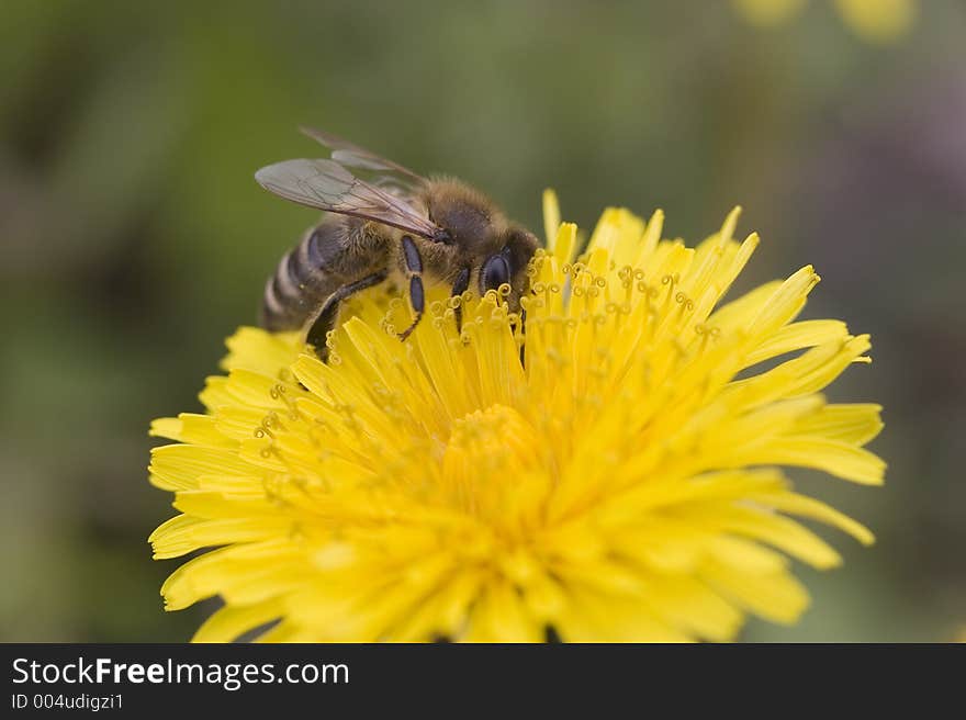 Bee on a Dandelion