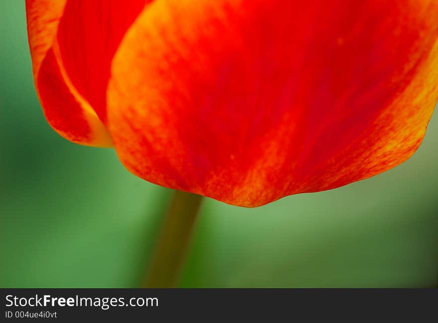 Tulip detail with emphasis on the petal. Tulip detail with emphasis on the petal