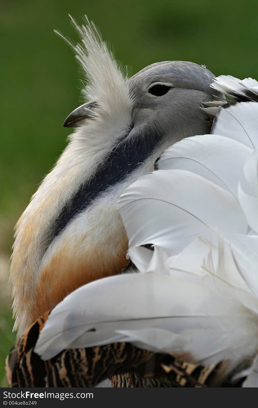 Great bustard