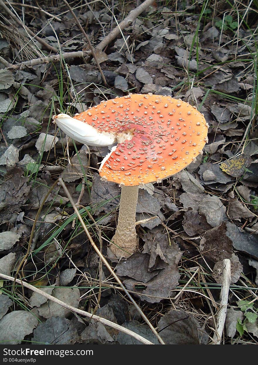 Fly agaric. Fly agaric