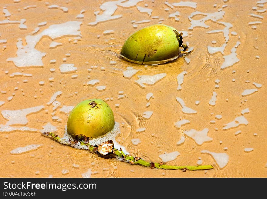 Two coconuts with thoughts of germination. Two coconuts with thoughts of germination.