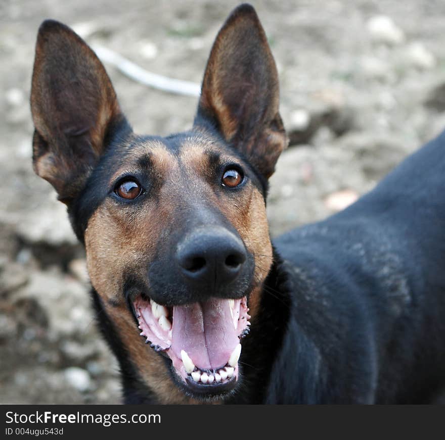 Dark haired german shepherd looking at the camera