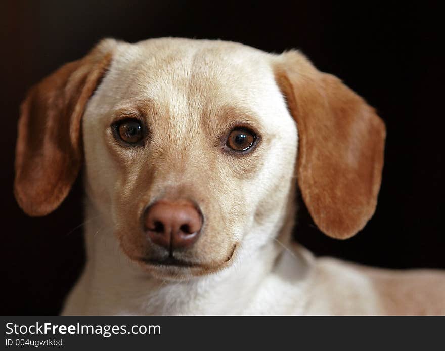 Baby dog looking at the camera. Baby dog looking at the camera