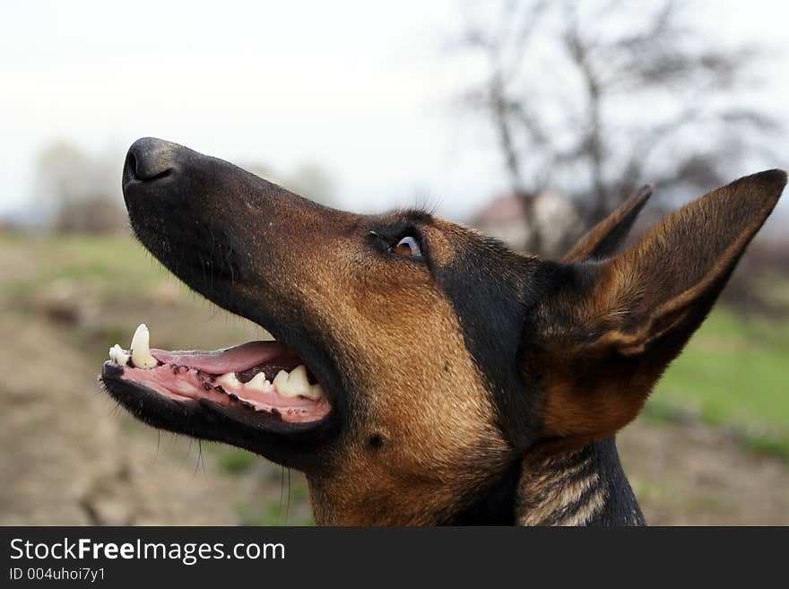 Brown -black german shepherd smiling