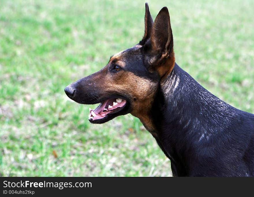 Dark-haired german shepherd looking ahead