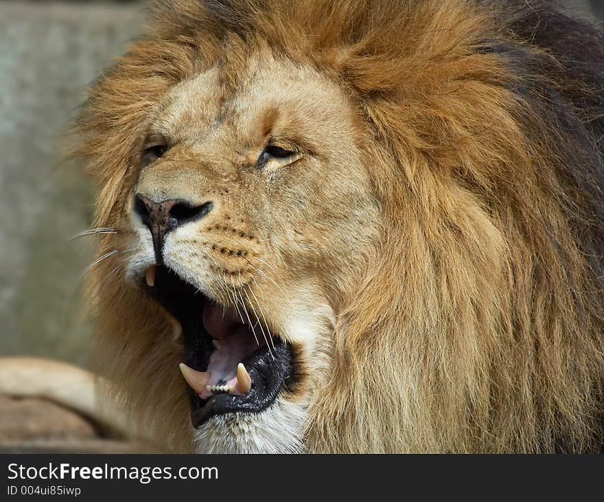 Lion showing its teeth. Lion showing its teeth