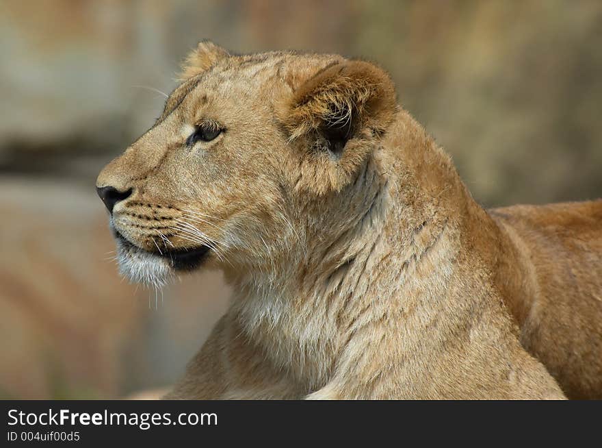 Female lion sees something interesting