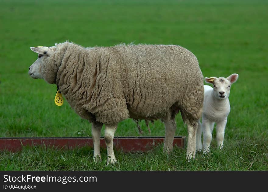 Mother with her lamb. Mother with her lamb