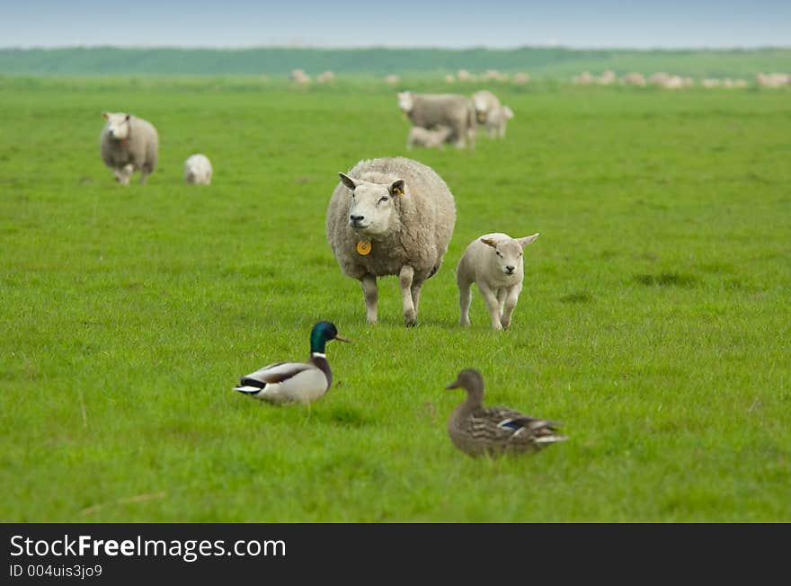 Sheep and lamb in the field. Sheep and lamb in the field