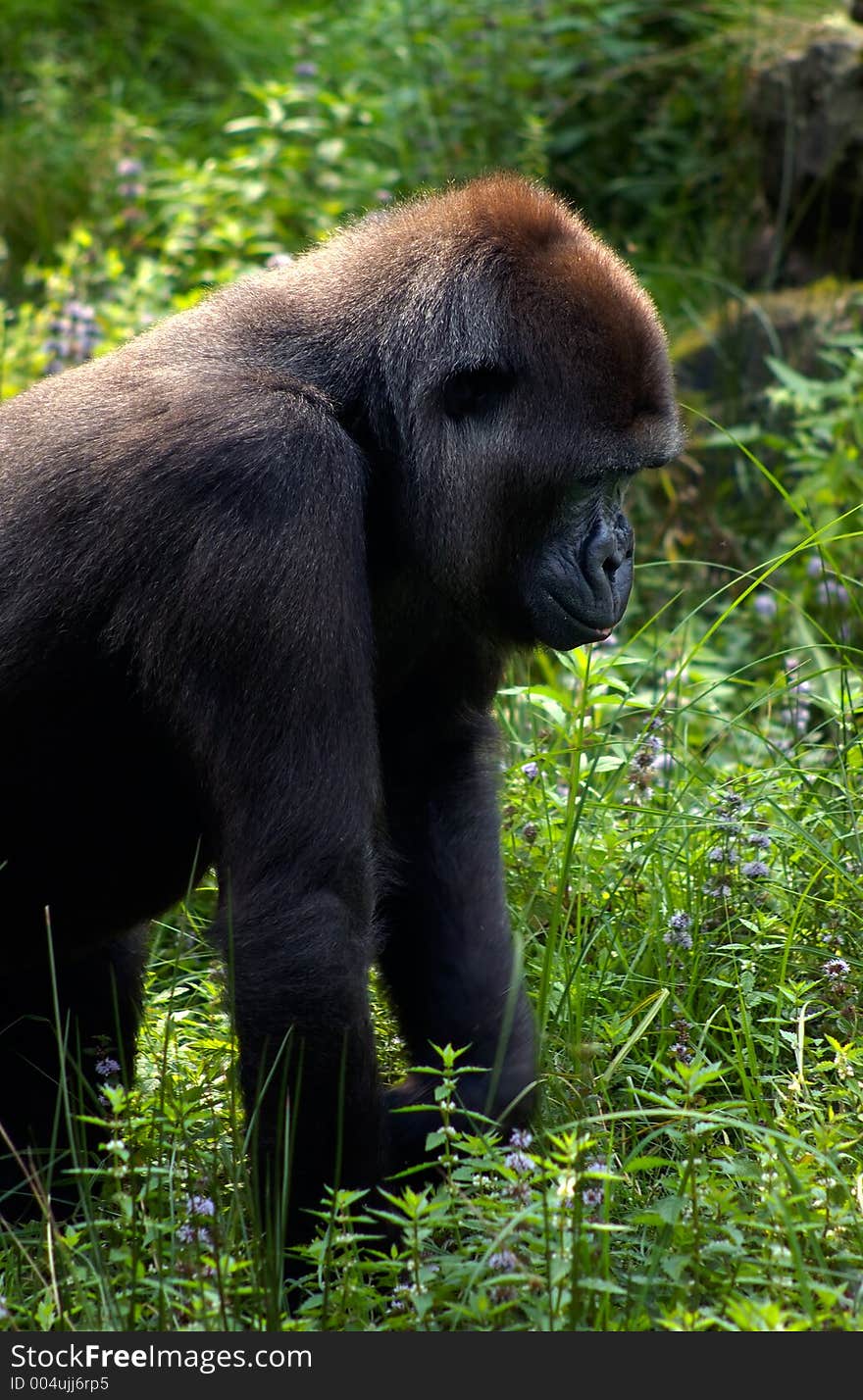 A typical pose of a gorilla