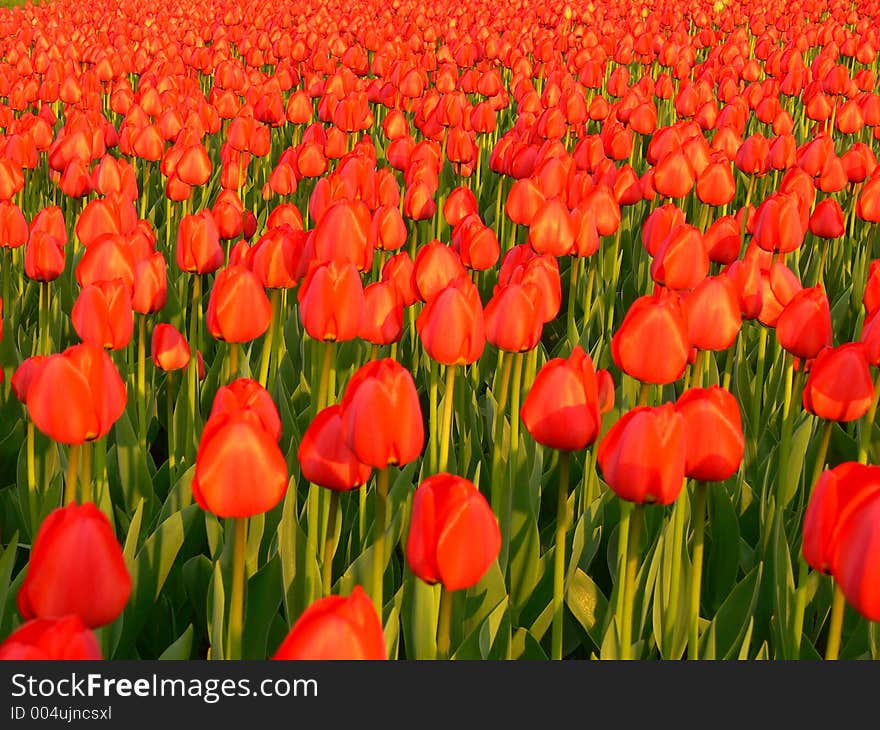 Tulips