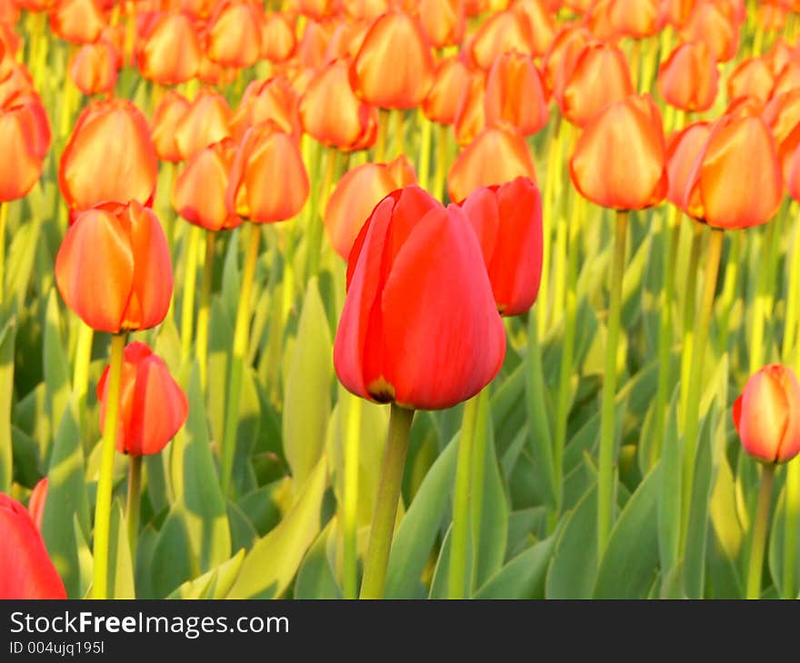 Red tulip