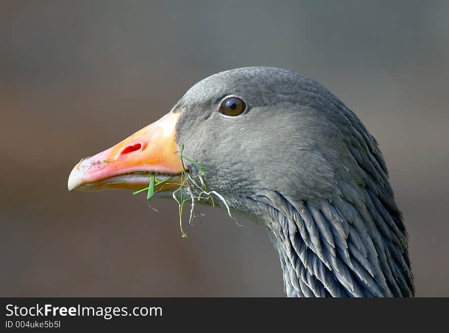 Close-up of a goose eating