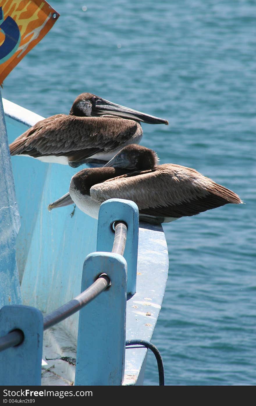 Birds on a Boat