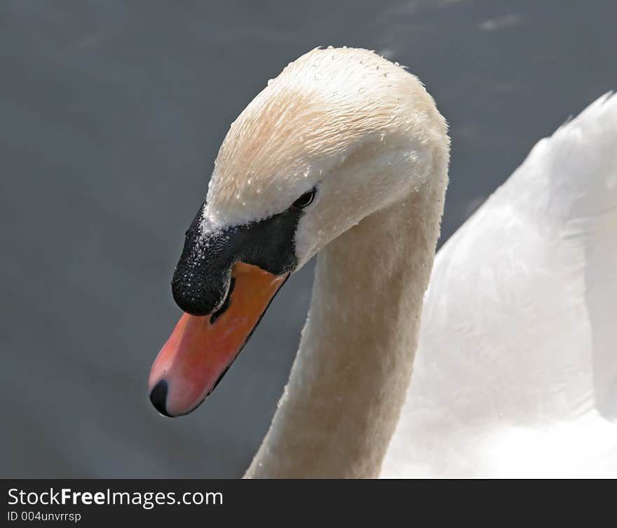 Swans Heads with water droplets