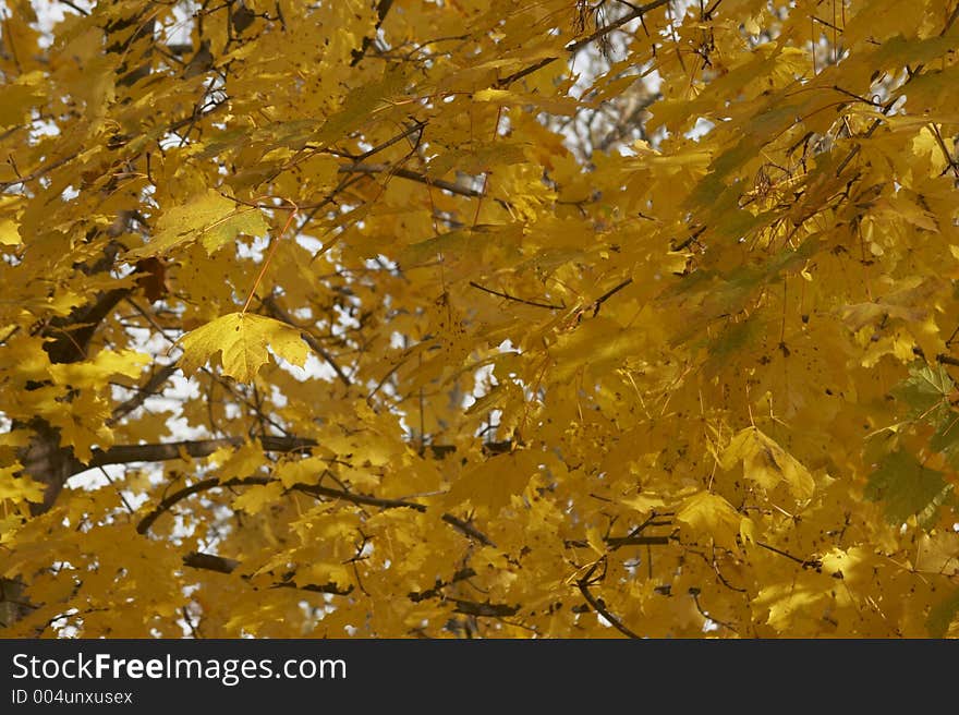 Golden leaves. Golden leaves