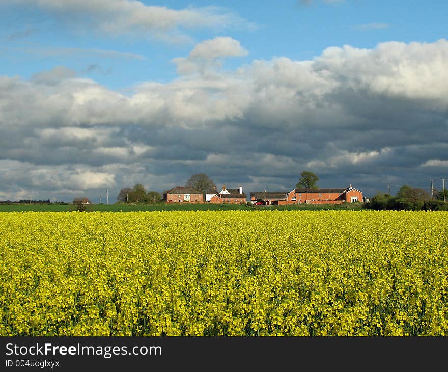 Yellow field with dark clouds