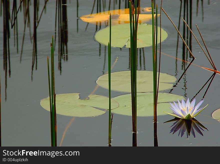 Flower On The Lake