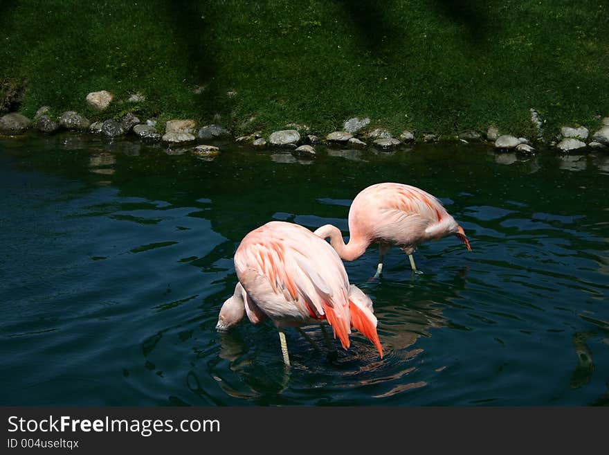 Flamingos fishing for food in water. Flamingos fishing for food in water