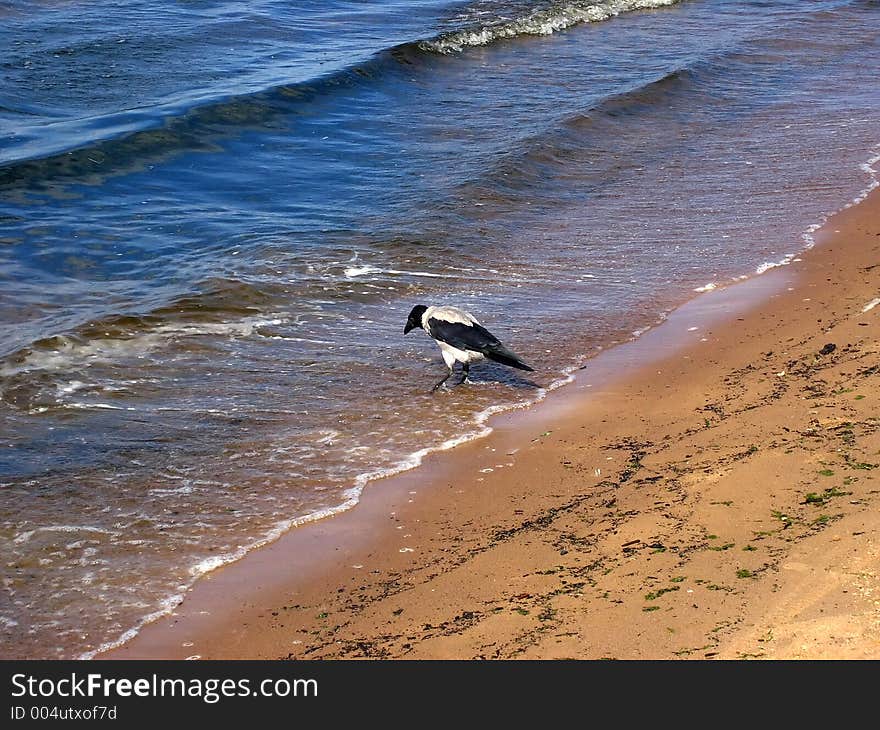 The raven, walking on seacoast. The raven, walking on seacoast.