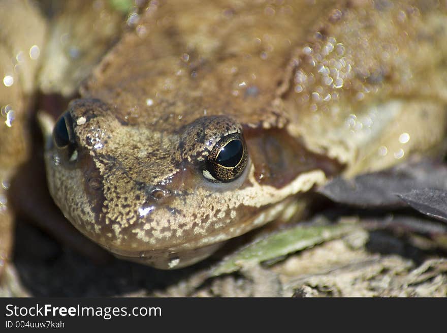 Frog portrait