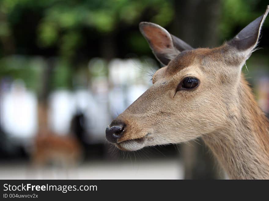 The deer