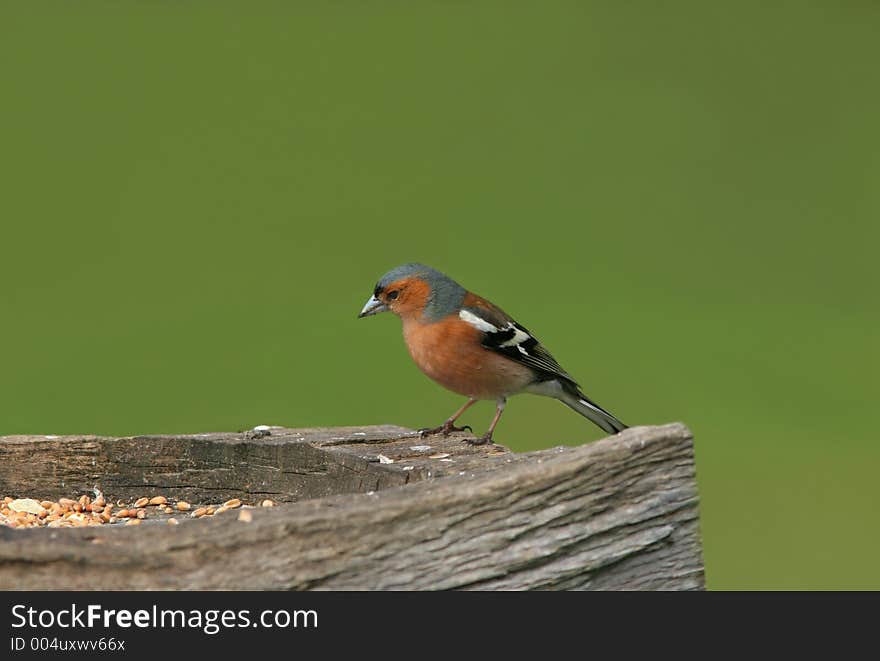 Male Chaffinch