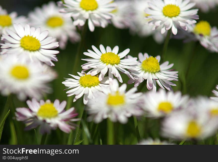 A few daisies in a closeup. A few daisies in a closeup