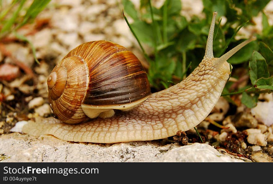 Snail in the nature