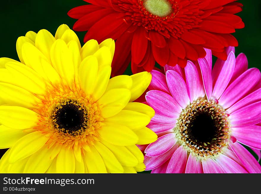 Three colorful gerbera flowers. Three colorful gerbera flowers